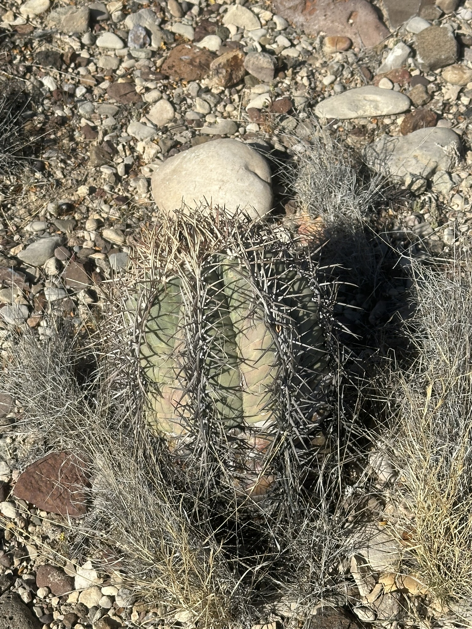 United States-National Parks-Other - Image 2734